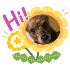 [LINEスタンプ] おっとり♪ポコ☆