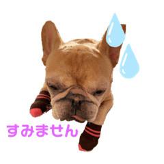 [LINEスタンプ] 善太とわかめとはく
