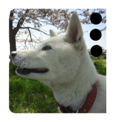 [LINEスタンプ] 愛犬の日常新