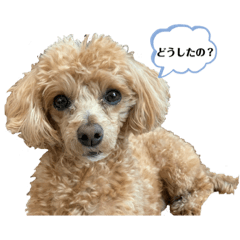 [LINEスタンプ] マルプー らいくんの日常