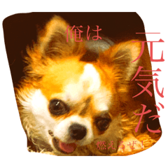 [LINEスタンプ] オレのイッヌだぞ♡