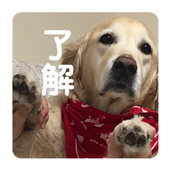 [LINEスタンプ] ルーシーの日常