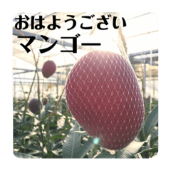 [LINEスタンプ] マンゴー農家によるマンゴースタンプ