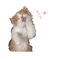 [LINEスタンプ] ふて猫の厚揚げ