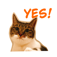 [LINEスタンプ] みやみやみやたん