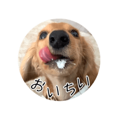 [LINEスタンプ] ティフィン お顔スタンプ