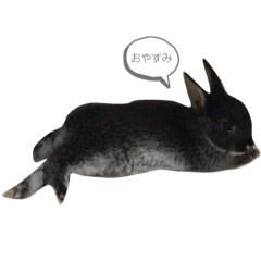[LINEスタンプ] Lavi好きの為のすたんぷ。