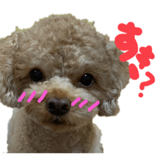 [LINEスタンプ] うちのいぬ。1