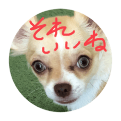 [LINEスタンプ] はるちゃん その四