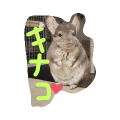 [LINEスタンプ] チンチラキナコ君