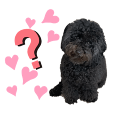 [LINEスタンプ] わたしのわんこシリーズ