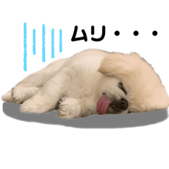 [LINEスタンプ] 白ペキの幸男（さちお）