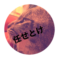 [LINEスタンプ] 顔で語る猫