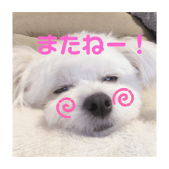 [LINEスタンプ] 激かわちわぷースタンプ