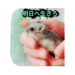 [LINEスタンプ] ボンハムの日常