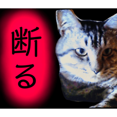 [LINEスタンプ] ちろるさんフォトスタンプ