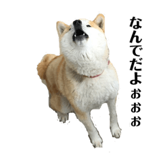 [LINEスタンプ] 便利犬