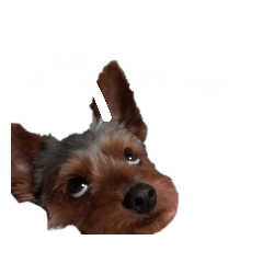 [LINEスタンプ] ヨークシャーテリアのルーク