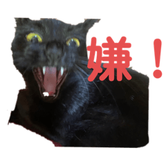 [LINEスタンプ] うちのネコちゃん (1)