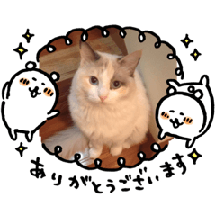[LINEスタンプ] ひめぽんの日常