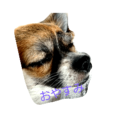 [LINEスタンプ] 犬ぐんだんココ