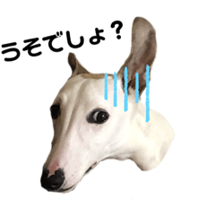[LINEスタンプ] スニフのつぶやき