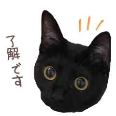 [LINEスタンプ] 黒猫のcoco