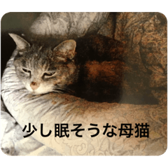 [LINEスタンプ] かわいい我が家のネコ達