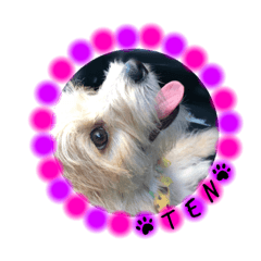 [LINEスタンプ] 愛犬テンくんのスタンプ4