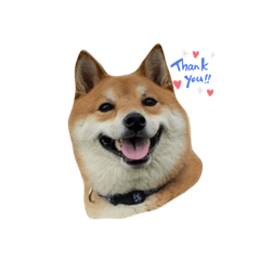 [LINEスタンプ] 柴犬・銀ちゃん