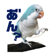 [LINEスタンプ] オキナインコのらむちゃんと仲間達