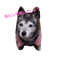 [LINEスタンプ] ハナ姉さんとすばちゃん