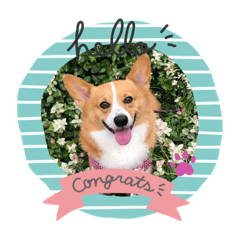 [LINEスタンプ] コーギー スタンプ✨