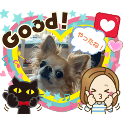 [LINEスタンプ] チワワのソラ✨