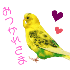 [LINEスタンプ] セキセイインコのみっちゃん