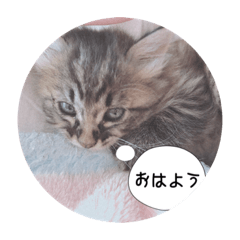 [LINEスタンプ] ねこのまるくん