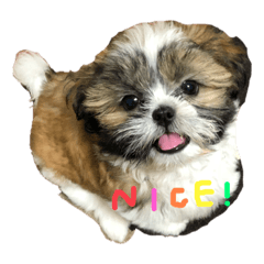 [LINEスタンプ] シーズーうめの日常③