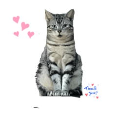 [LINEスタンプ] 楽しい猫の1日