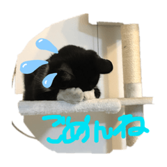 [LINEスタンプ] ジジマブにゃんこ