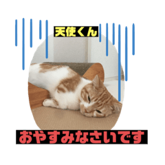 [LINEスタンプ] 猫ニャンズ777