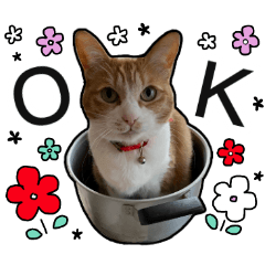 [LINEスタンプ] きなちゃんの日常スタンプ