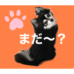 [LINEスタンプ] チワワのチー君(ブラックタン＆ホワイト)