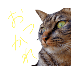 [LINEスタンプ] 家のロク