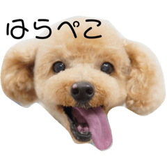 [LINEスタンプ] 愛しのジョー君