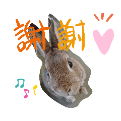 [LINEスタンプ] うさちゃんの毎日スタンプ②