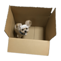 [LINEスタンプ] ミックス犬（ヨーチワ）