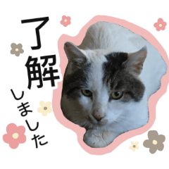 [LINEスタンプ] ぶーにゃんたちのスタンプ