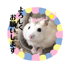 [LINEスタンプ] まる君の毎日スタンプ