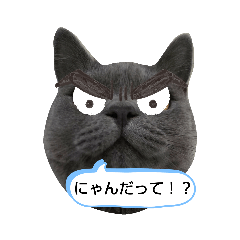 [LINEスタンプ] あるにゃんぷ 2