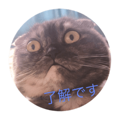 [LINEスタンプ] ねことらくがきさん